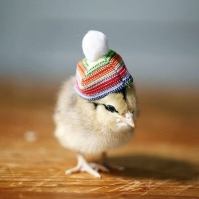 Chickenphat_'s profile picture. He/Him. Follow me on Instagram and subscribe to my YouTube. Love is love. Trans rights.