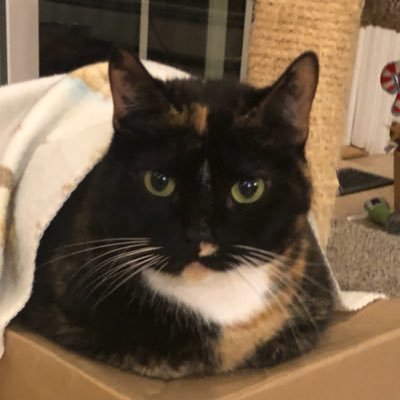I am a tortoiseshell cat who is very chonky. My real name is Shadow, and I love food and being petted and brushed. (now with occasional appearances by Louie!)