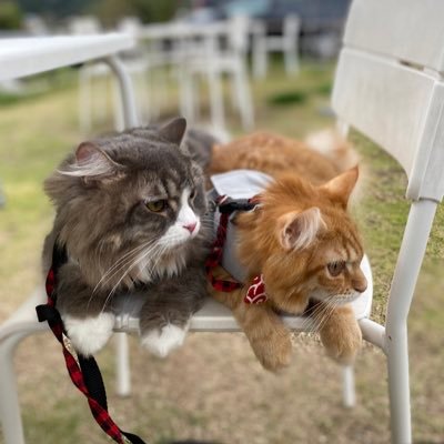 ginjiro_7's profile picture. 【銀二郎】2019年7月20日生まれ♂【金之介】2020年1月24日生まれ♂ビビりで少しドジな銀二郎と好奇心旺盛な金之介(FIP闘病中) 【YouTube】https://t.co/kh8MUhWpfK