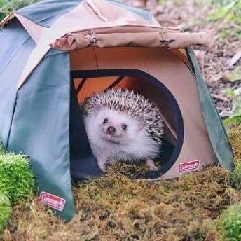 ___Aka_tsuki___'s profile picture. 