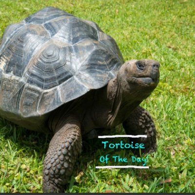 If you’re looking to make your feed a little more shelltastic, you’ve come to the right place! Daily Tortoise posts. DM us 🐢We claim no photo ownership rights