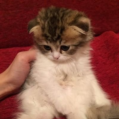 nice_zendaman's profile picture. やれば出来る(￣▽￣)