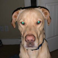 Lucas Michaelis (@lmichaelis22) 's Twitter Profile