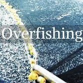 Here to stop overfishing one person at a time!
