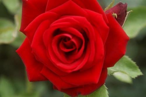 Alhambrabell's profile picture. 