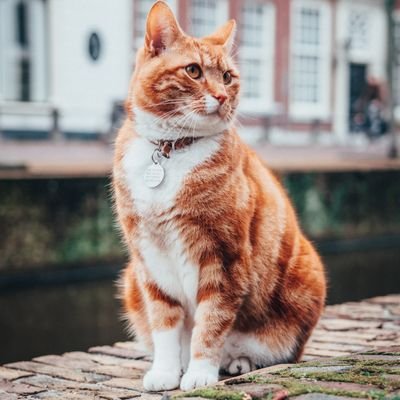 BasirahMusa1's profile picture. being different