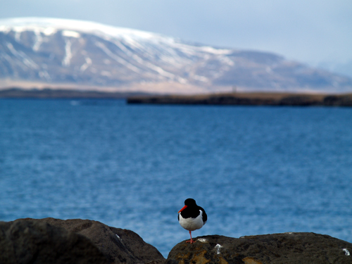 islandsbloggen's profile picture. Ertu nokkuð frá Færeyjum?