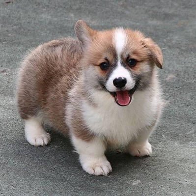 shrchh's profile picture. เสือสิ้นลายย ~~