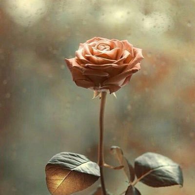 _q8LoLo's profile picture. 