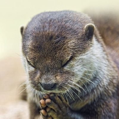 あっつんさんのプロフィール画像