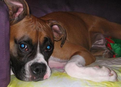 FeloniousBoxer's profile picture. 