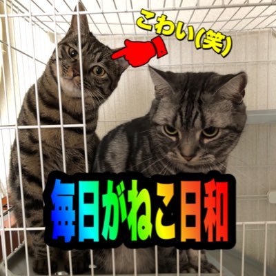 毎日がねこ日和さんのプロフィール画像