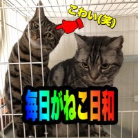 毎日がねこ日和 (@mynecobiyori) 's Twitter Profile