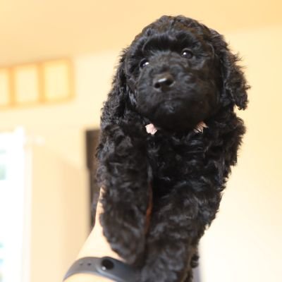 Sol ミディアムプードル Poodle フォロバ100 中です 犬好きと繋がりたい ついに子犬ちゃんを迎えました ミディアムプードル プードル トイプードル プードル好き Poodle Poodlelover Miniaturepoodle Toypoodle Youtube 犬好きさんと繋がり