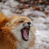 サモエドスキー　狐犬(@ackeysky) 's Twitter Profile Photo
