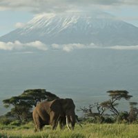 Amboseli National Park(@Amboselinp) 's Twitter Profile Photo