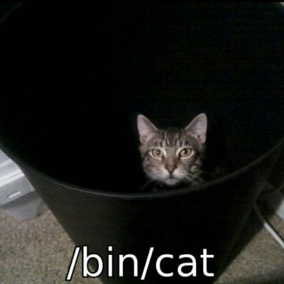 stopcatabuse's profile picture. eJPT. Engineer. Community Mentor @RealTryHackMe. Never finishes anyth