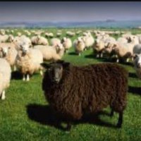 Black Sheep Anthropology (@thecleangrape) 's Twitter Profile