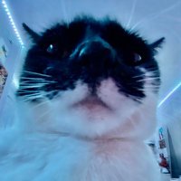 LUCY(@lucyfurmeow) 's Twitter Profile Photo