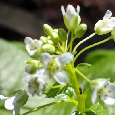 The oldest wasabi farm in North America, based in NC Mount offers fresh, Real Wasabi Rhizomes, plants and Freeze Dried Powder, deliver right to your doorstep