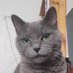 CatK (@mirbdn) Twitter profile photo CatK (@mirbdn) Twitter profile photo