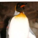 Mary Zelenka - @101penguins - Twitter