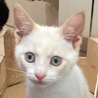 miacami (@just_miacami) 's Twitter Profile