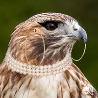 DEAD ACCT- @princeaximili on Bluesky (@princeaximili) 's Twitter Profile