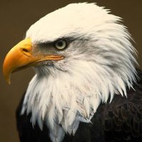 The Hattur 🦅 (@thehattur32) 's Twitter Profile