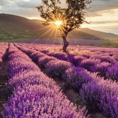 Siecle409's profile picture. 