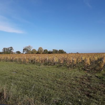 Wine expert @ Lille/ trainee winemaker @ Anjou
🇨🇵🇬🇧🇪🇦🇮🇹