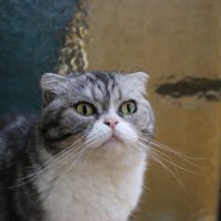 Mingde Cao (@caomingde) 's Twitter Profile