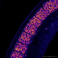 Black in Microscopy (@blkinmicroscopy) 's Twitter Profile