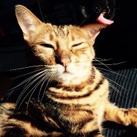 Hatsepsowet (@hatsepsowet) 's Twitter Profile