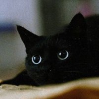 LimboDick (@limbo52517967) 's Twitter Profile