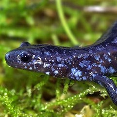 YukiAkuzuki's profile picture. Beep Boop's @Tesseeaye
She/Her