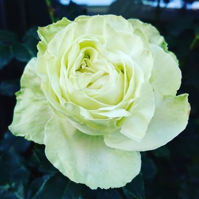 緑のバラ Greenrose0519 Twitter 緑のバラ Greenrose0519 Twitter