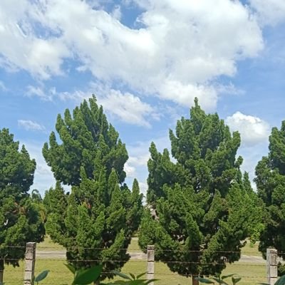 Beyonce2581's profile picture. 36-170-65 ❌💊