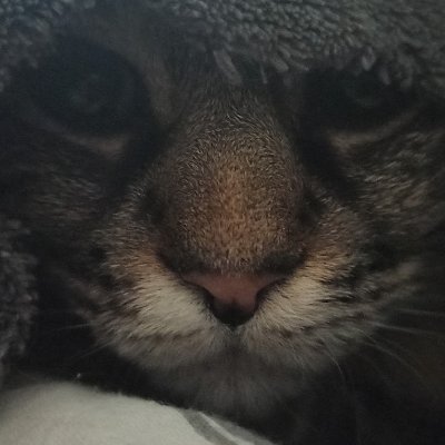 alexalouit's profile picture. Tech lead at Ledger
