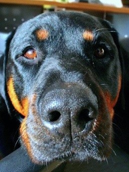 JohnMeneely's profile picture. 