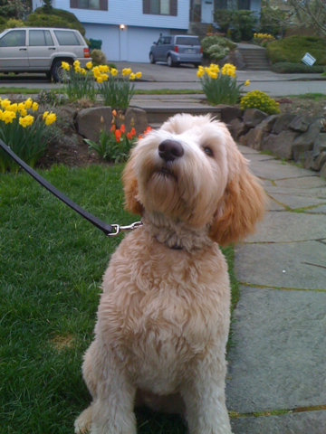 PercythePuppy's profile picture. I'm an Australian Labradoodle puppy with big paws, long legs, and floppy ears. Join me as I explore the world.