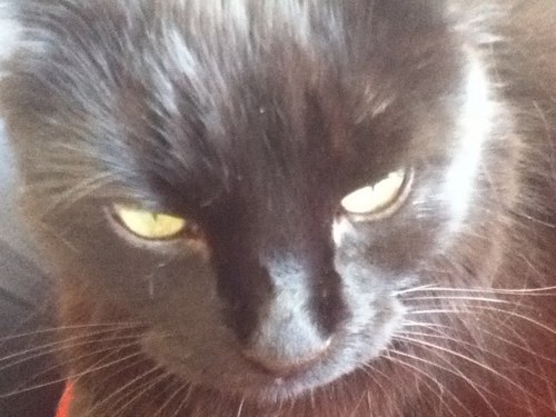 boothecat123's profile picture. Wise and Witty 
Black and Beautiful