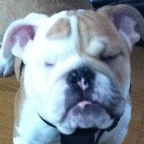 agmontoro's profile picture. Opositor