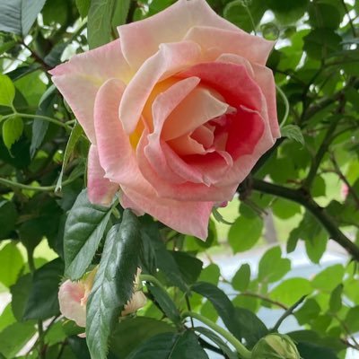 sbookcafe's profile picture. 読書記録が多め。和書も洋書も楽しんでます。