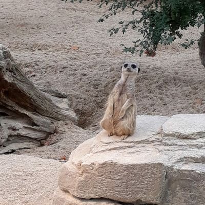 stob_hand's profile picture. @_Verdi, @DgbRegion,  @Ci_Romero, @GfbV, @EIRENE_eV, @VCDeV, @KABDeutschlands