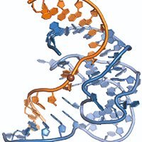 Nucleic Acid Chemistry enthusiasts