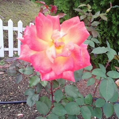 tt32132111's profile picture. （カモメ）趣味垢/成人済み