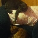 Cathy Ellsworth - @flowermom1 - Twitter