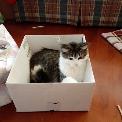 I'm just a floofy kitty who enjoys boxes and wants to brighten your day!