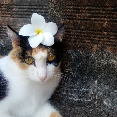 HARDTECH16's profile picture. 